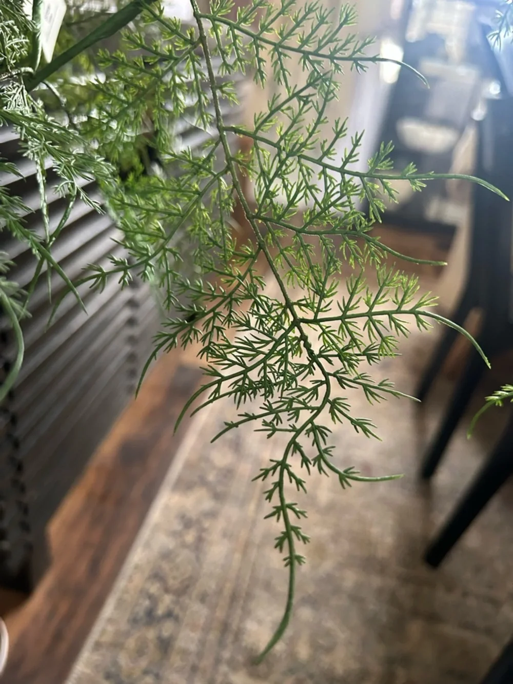NWT Hearth&Hand Asparagus Fern Plant Stem 32
